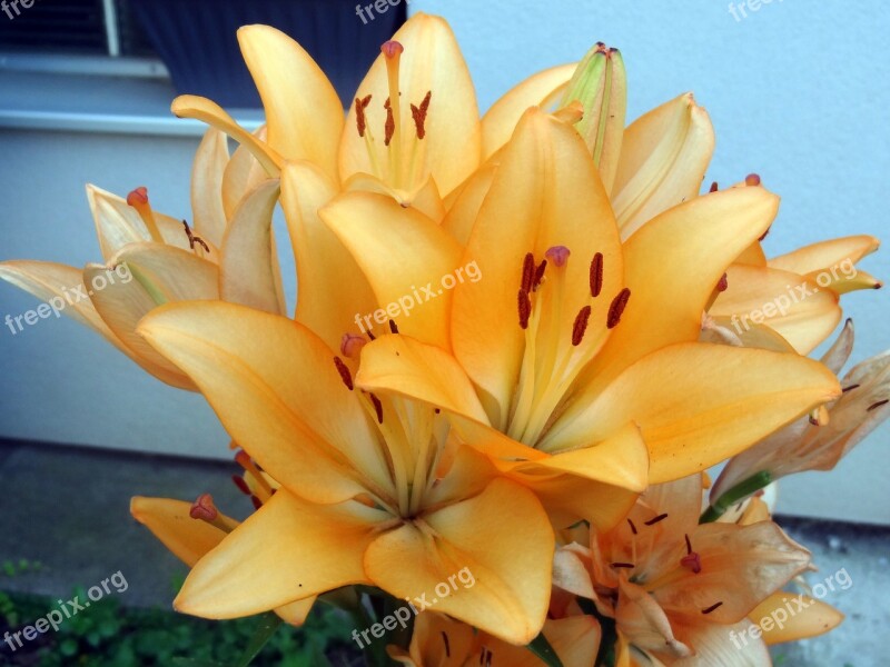 Lilies In The Flowerpot Free Photos