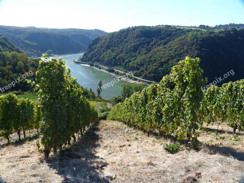 Wine Rheingau Vineyard Landscape Vines