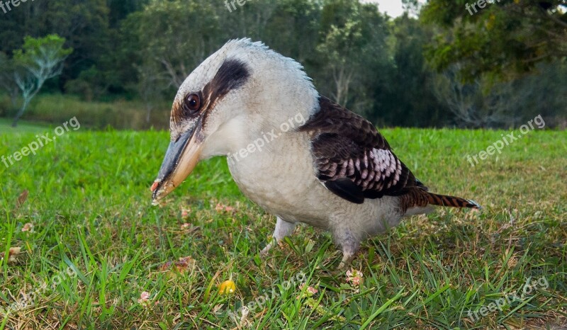 Kookaburra Bird Standing Ground Looking