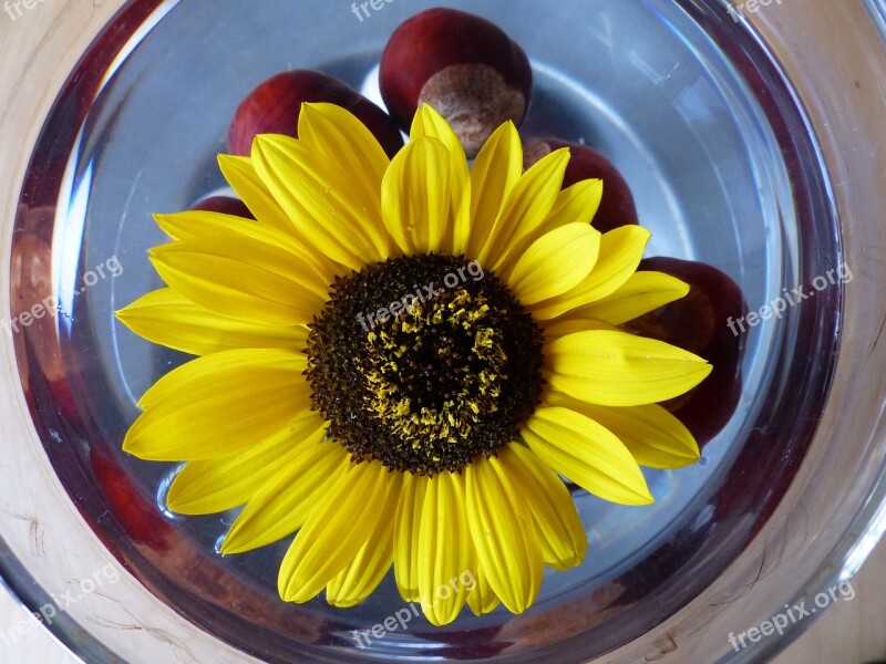 Sunflower Flower Colour Flowers Yellow Bouquets