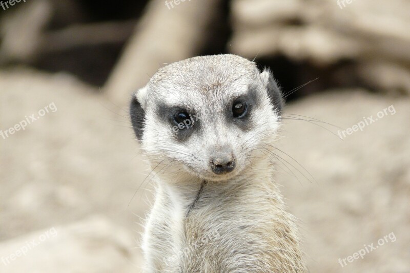 Meerkat Head Friendly Cute Face