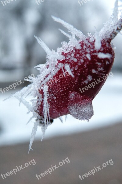 Eiskristalle Rose Hip Winter Frozen Cold