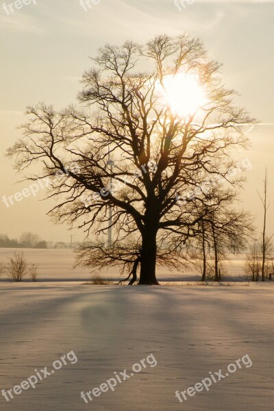 Tree Sunset Winter Impressions Wintry Snow