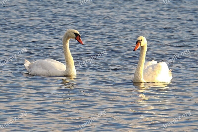 Swans Mute Swans Water Lake Plumage