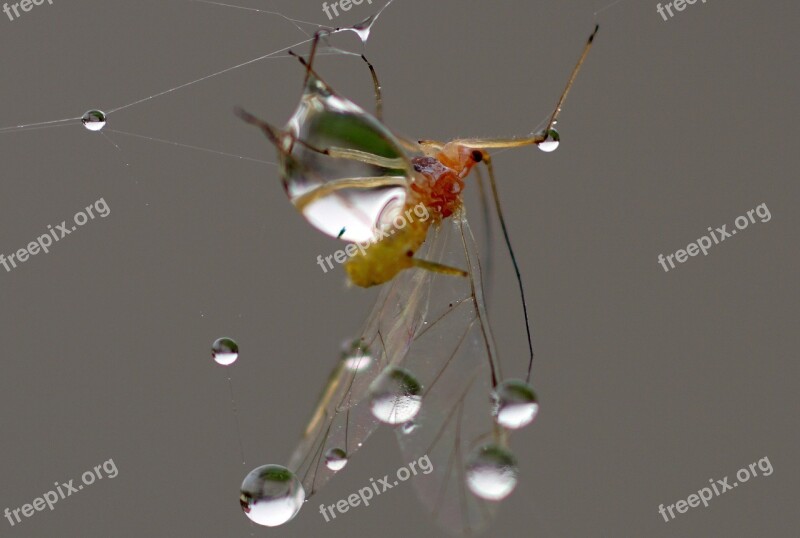 Cobweb Dew Autumn Morgentau Web