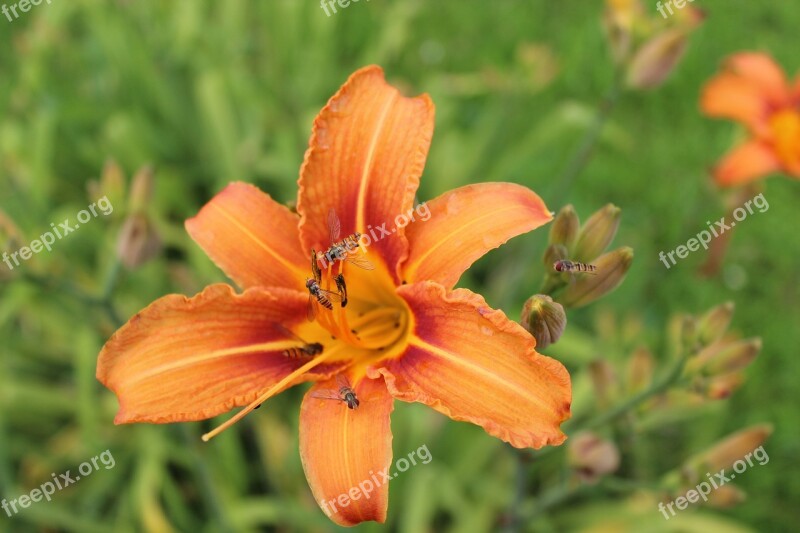 Lily Flower Insect Flower Stamp Orange