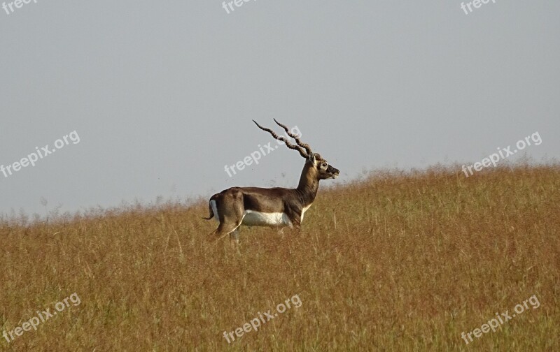 Blackbuck Antelope Wild Animal Mammal