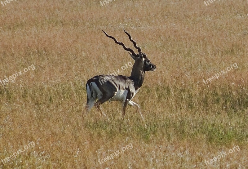 Blackbuck Antelope Wild Animal Mammal