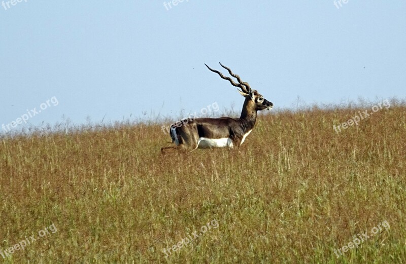 Blackbuck Antelope Wild Animal Mammal