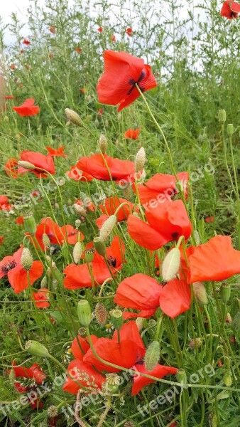 Poppy Nature Field Red Spring