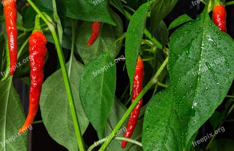 Chili Peper Plant Red Hot