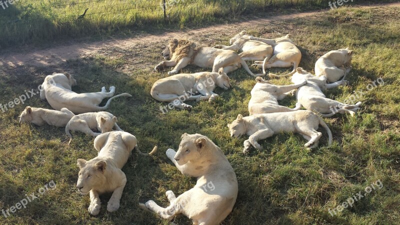 White Lions Africa Big Cat Wildlife