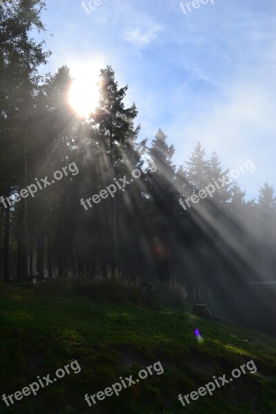 Sunshine Resin Firs Sunbeam Hike