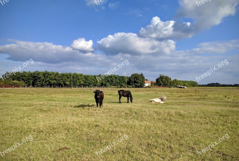 Sheer Sky Cow Great Plains Free Photos