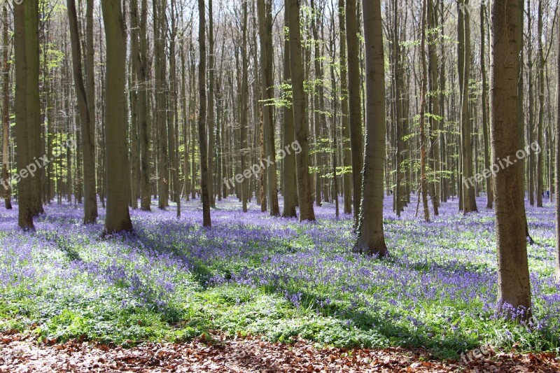 Flowers Bluebell Trees Purple Free Photos