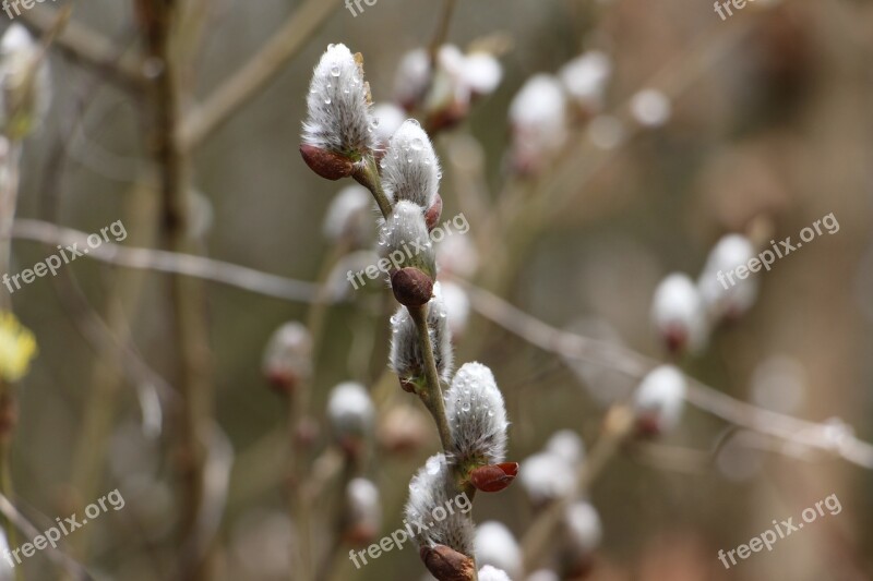 Nature Soft Plant Lint Branch