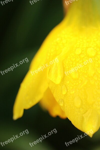 Flower Macro Yellow Garden Nature