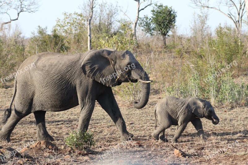 Elephant Mother Baby Safari Africa