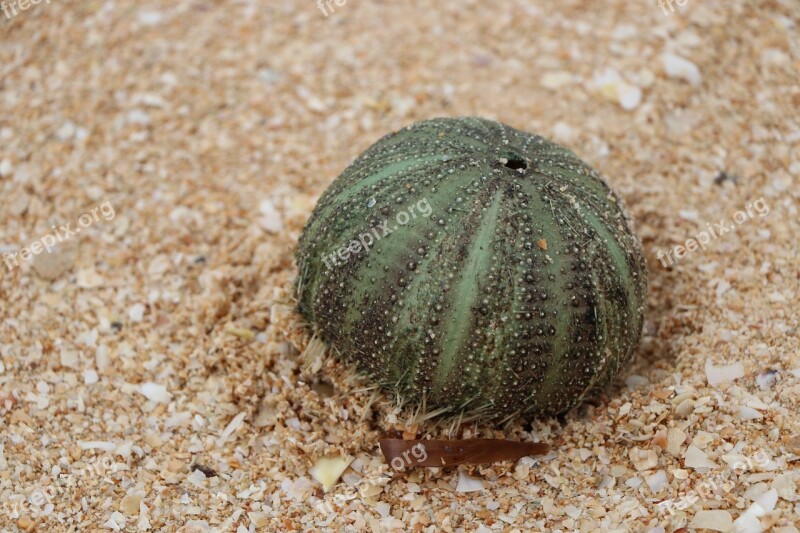 Marine Urchin Urcheon Sea Hedgehog Beach