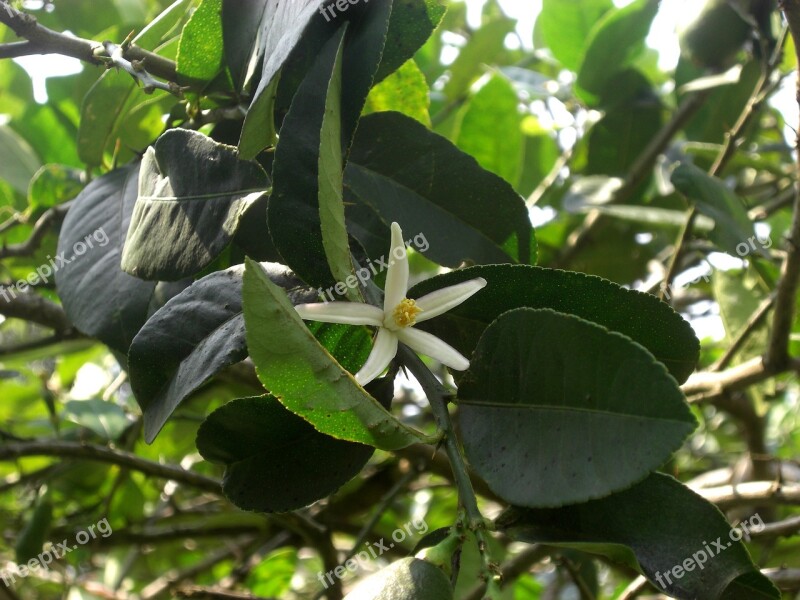 Nature Lemon Flower Natural Lemon Flower