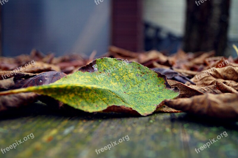 Autumn Case Leaves Green Colorful Look