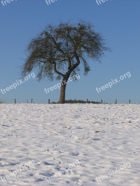 Winter Field Tree Snow Fields