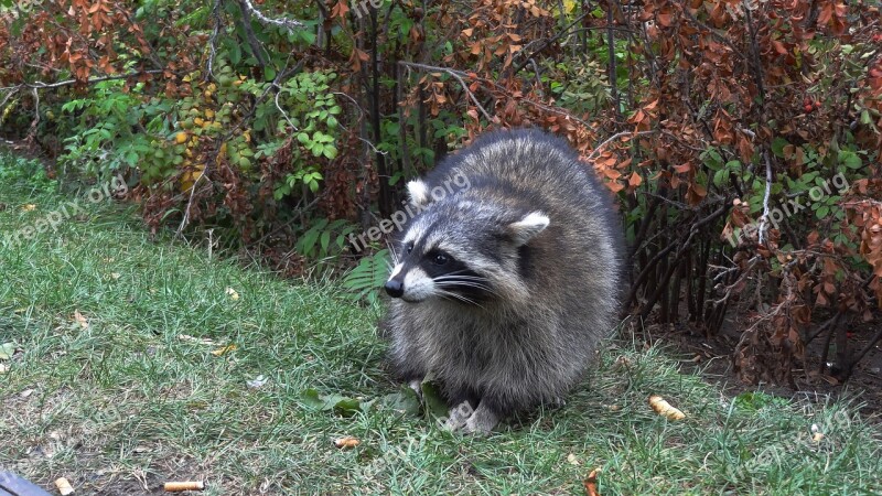 Raccoon Wild Animals Nature Free Photos