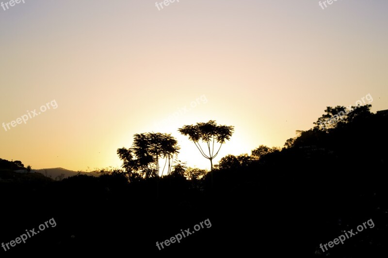 Tree Sunset Silhouette Ipatinga Brasil