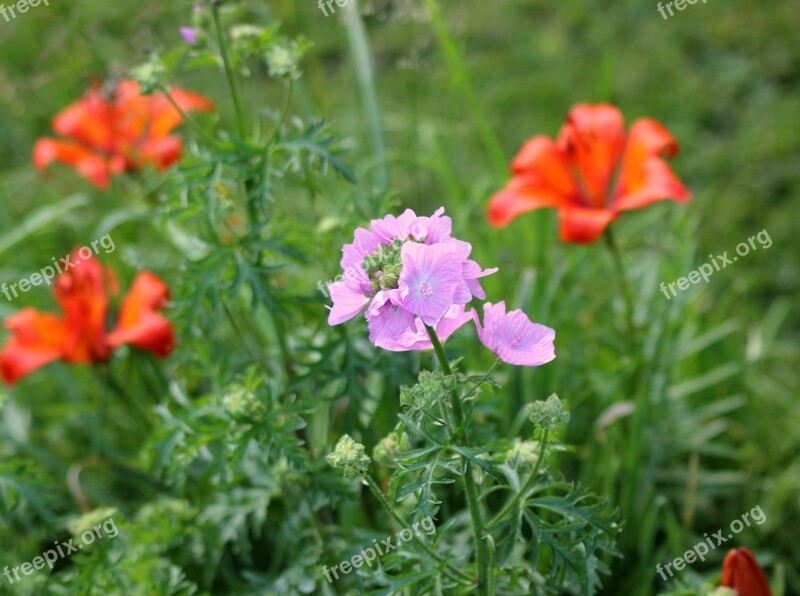 Wild Flower Flower Summer Plant Garden Plant