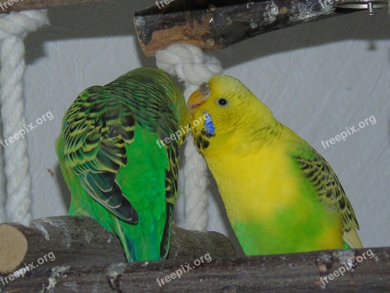 Budgie Parrot Bird Yellow Green