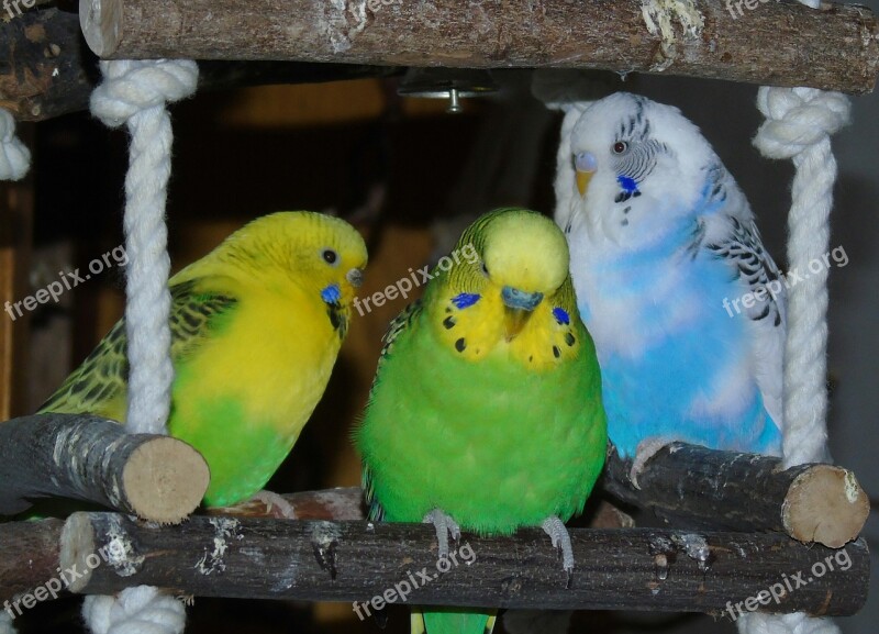 Budgie Parrot Bird Yellow Green