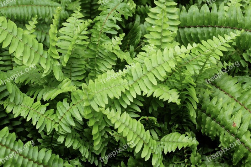 Fern Green Sun Day Forest