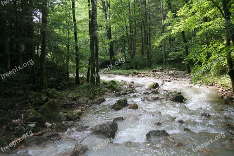 Forest Switzerland Idyll Nature Hiking