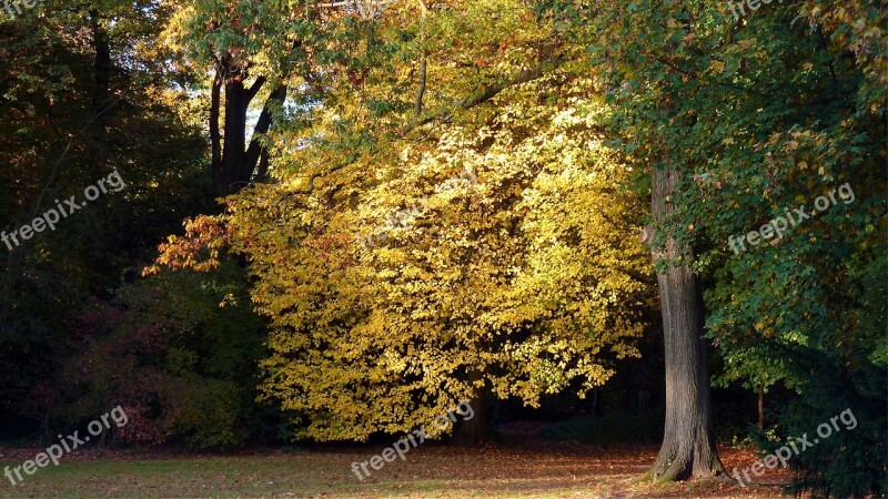 Autumn Autumn Leaf Fall Color Leaves Autumn Colours