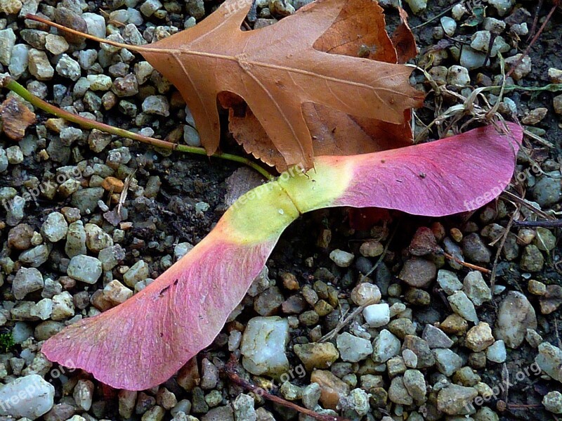 Autumn Autumn Leaf Fall Color Leaves Autumn Colours