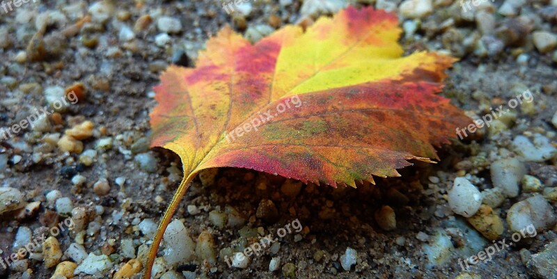 Autumn Autumn Leaf Fall Color Leaves Autumn Colours