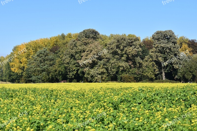 Autumn Nature Landscape Colors Rapeseed