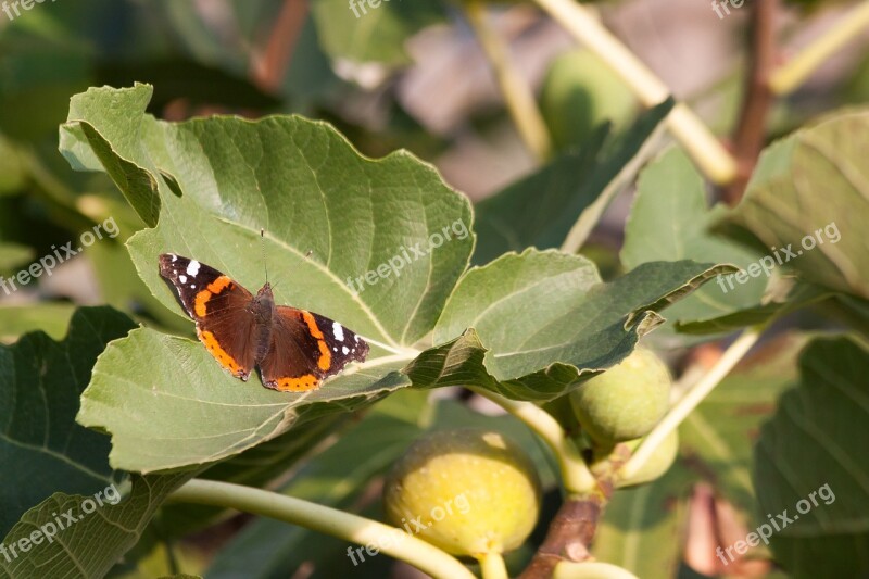 Admiral Butterfly Insect Nature Edelfalter