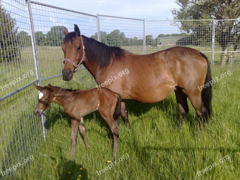 Horse And Foal Field Mare Foal Pasture