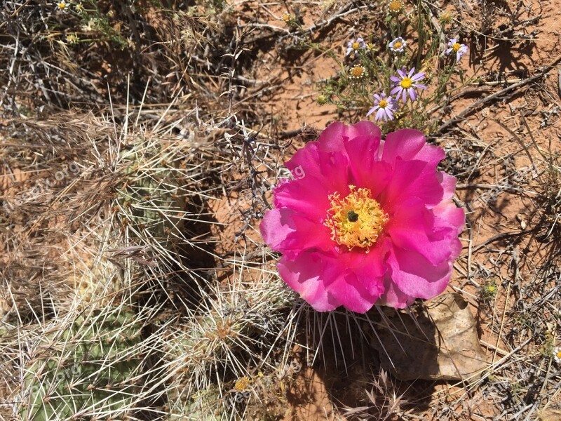 Flower Cactus Desert Green Nature