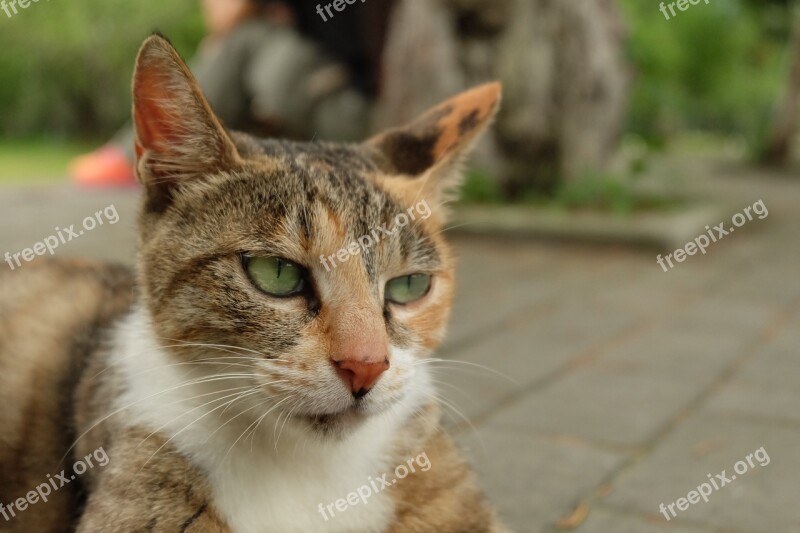 Cat High Cold Scorn Pets Animal