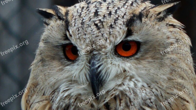 Owl Animal Nature Bird Free Photos