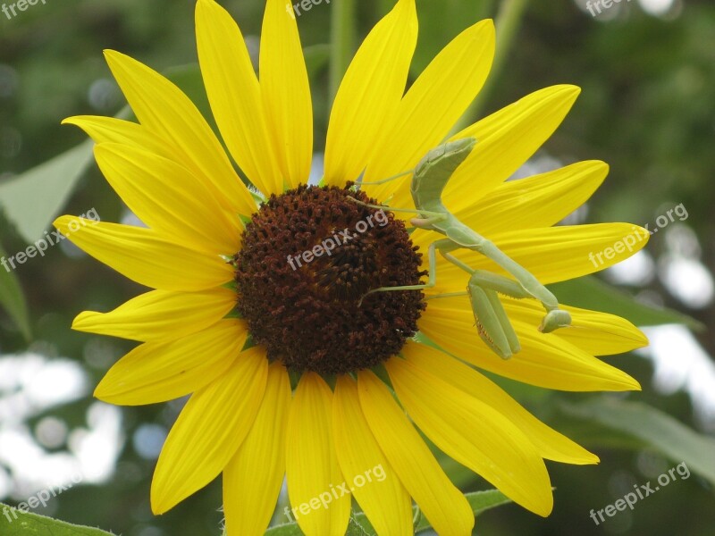 Sunflower Praying Mantis Summer Yellow Free Photos