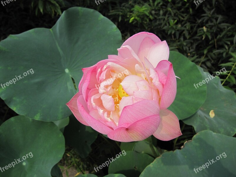 Lotus Summer Lotus Leaf Water Lilies Pond