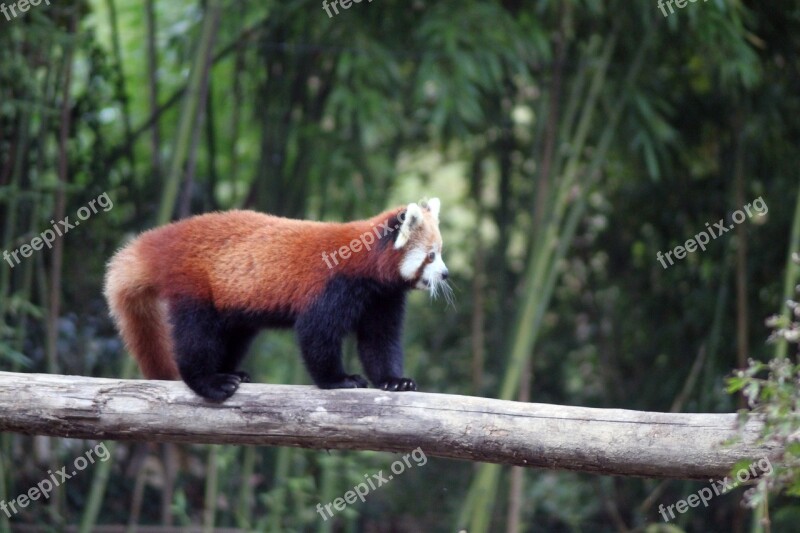 Red Panda Panda Animal Nature Cute