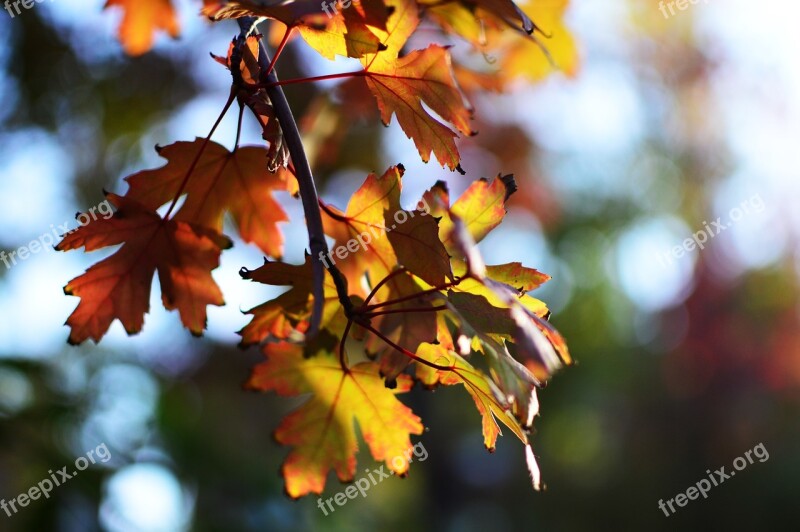 Autumn The Leaves Leaf Maple Section