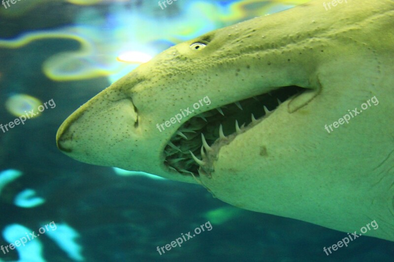 Shark White Shark Sea Ocean Fish