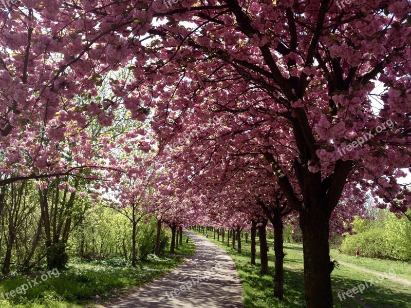 Cherry Blossom Berlin Bloom Spring Pink