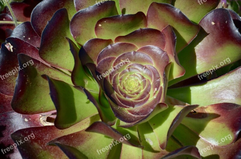 Succulent Plant Cactus Green Rosette