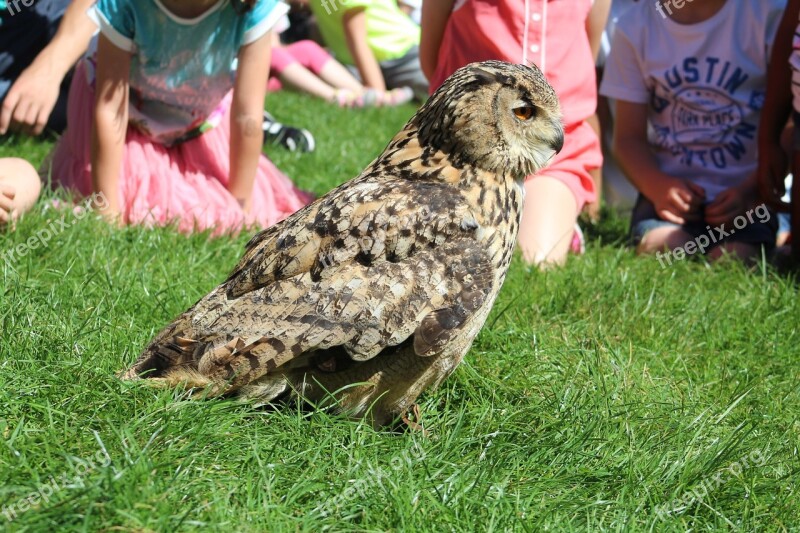 Owl Tame Training Wildlife Free Photos